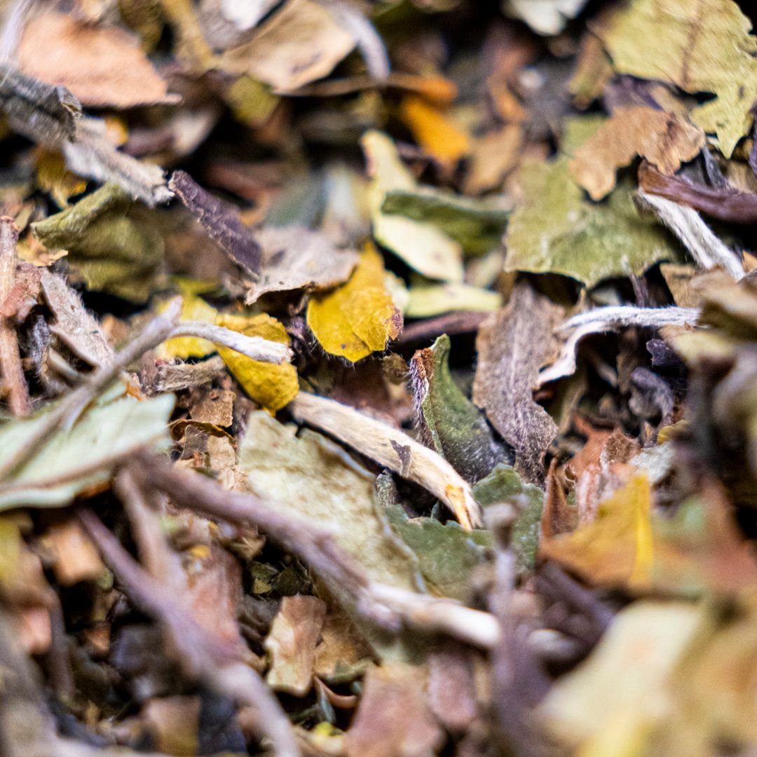 Pai Mu Tan White Tea - Sampson Eco Shop